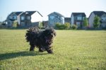 Paisley DSC_2035